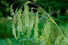 Камыш сытевый Scirpus cyperinus