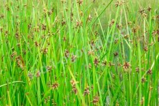 Камыш остроконечный Schoenoplectus mucronatus