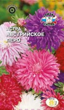 Астра Австрийское перо