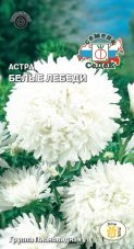 Астра Белые лебеди