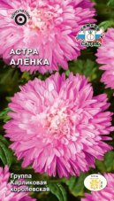Астра Аленка