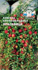 Клюква Красавица