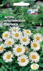 Астра Эврика (альпийская)