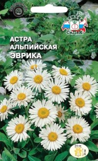 Астра Эврика (альпийская)