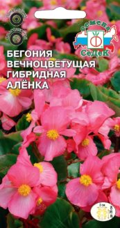 Бегония вечноцветущая Аленка