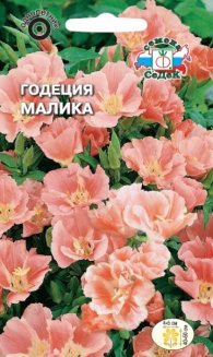 Годеция Малика