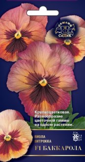 Фиалка БАККАРОЛА F1 седек