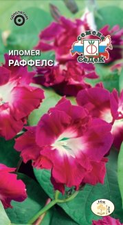 Ипомея Раффелс