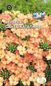 Вербена Санта-Каталина