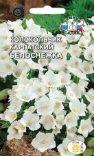 Колокольчик Белоснежка карпатский