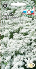 Иберис Снегопад вечнозеленый