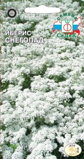 Иберис Снегопад вечнозеленый