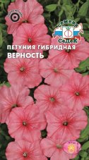 Петуния Верность гибридная