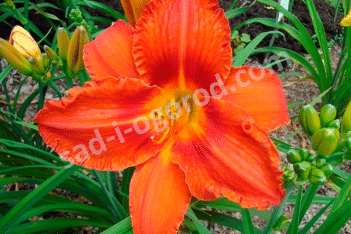 Лилейник Алабама Сламмер Hemerocallis Alabama Slammer