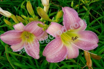 Лилейник Катерина Вудбери Hemerocallis Catherine Woodbery