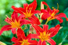 Лилейник Сэмми Рассел Hemerocallis Sammy Russell
