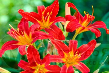 Лилейник Сэмми Рассел Hemerocallis Sammy Russell