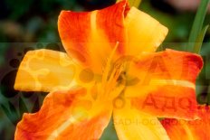 Лилейник Франс Халс Hemerocallis Frans Hals