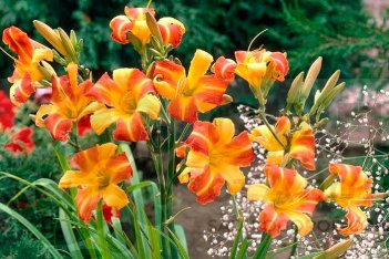 Лилейник Франс Халс Hemerocallis Frans Hals