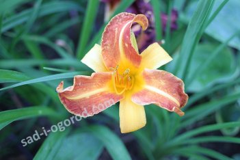 Лилейник Франс Халс Hemerocallis Frans Hals