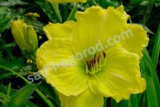 Лилейник Гёрл Скаут Hemerocallis Girl Scout