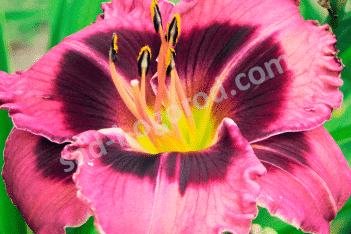 Лилейник Дарк энд Хэндсом Hemerocallis Dark and Handsome