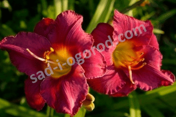 Лилейник Джордан Hemerocallis Jordan