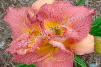 Лилейник Диана Тейлор Hemerocallis Diana Taylor