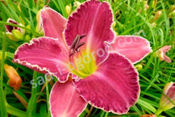 Лилейник Дэвид Кирчхофф Hemerocallis David Kirchhoff