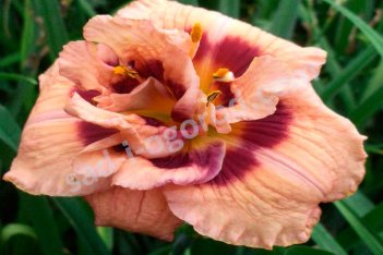 Лилейник Йо Энджел Hemerocallis Your Angel