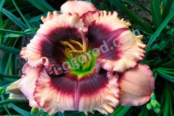Лилейник Кристал Пино Hemerocallis Crystal Pinot
