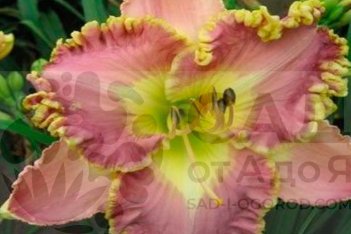 Лилейник Лавендер Туту Hemerocallis Lavender TuTu