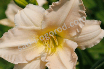 Лилейник Лаллебай Бэби Hemerocallis Lullaby Baby