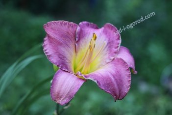 Лилейник Мороккан Санрайз Hemerocallis Moroccan Sunrise