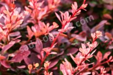 Барбарис Тунберга Роуз Глоу Berberis thunbergii Rose Glow
