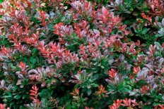 Барбарис Тунберга Атропурпуреа Нана Berberis thunbergii Atropurpurea Nana