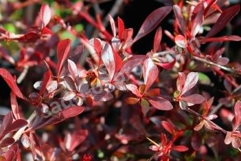Барбарис Тунберга Ред Чиф Berberis thunbergii Red Chief