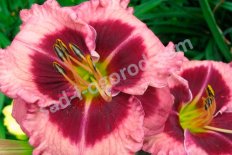 Лилейник Макбет Hemerocallis Macbeth