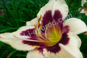 Лилейник Мунлайт Маскарад Hemerocallis Moonlit Masquerade