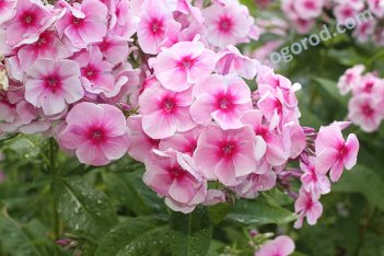 Флокс метельчатый Румяный Phlox paniculata Rumyany