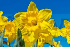 Нарциссы осень 2025