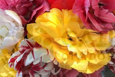 Тюльпаны осень 2026