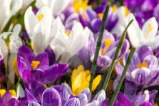 Крокусы