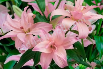 Лилии. Агротехника.