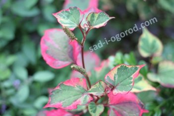 Хауттюйния сердцевидная Вариегата Houttuynia cordata Variegata