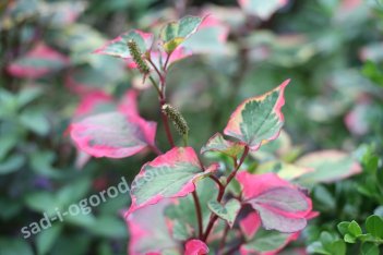 Хауттюйния сердцевидная Вариегата Houttuynia cordata Variegata