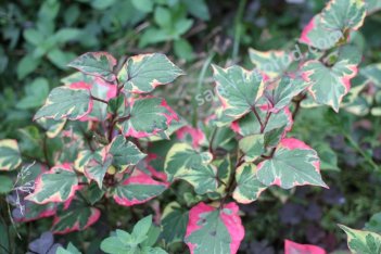 Хауттюйния сердцевидная Вариегата Houttuynia cordata Variegata