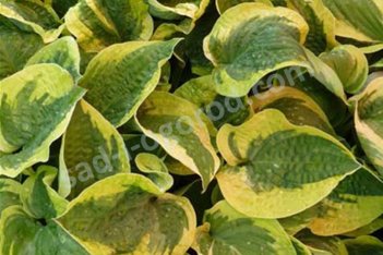 Хоста Хонейсонг Hosta Honeysong