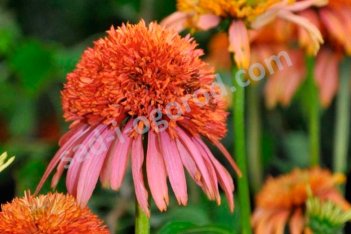 Эхинацея Гуава Айс Echinacea purpurea Guava Ice