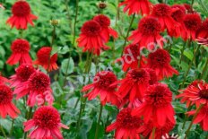Эхинацея Эксцентрик Echinacea purpurea Eccentric